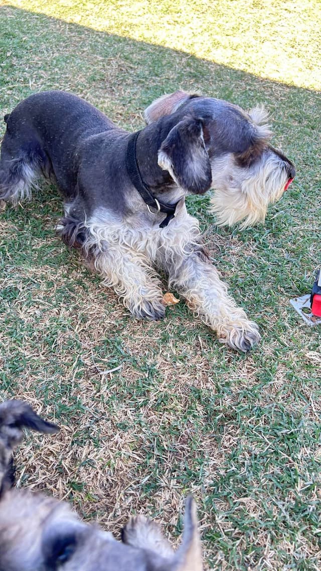AKC MINI SCHNAUZER PUPPIES.      AMAZING    Smart. CLASSY $1350.00 media 14