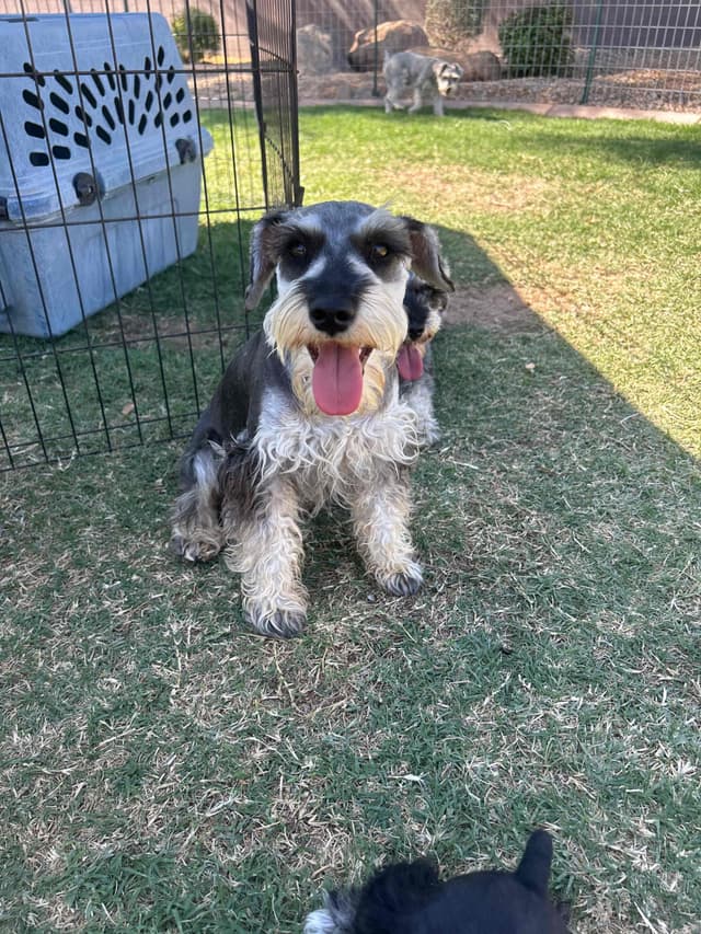 AKC MINI SCHNAUZER PUPPIES.      AMAZING    Smart. CLASSY $1350.00 media 15
