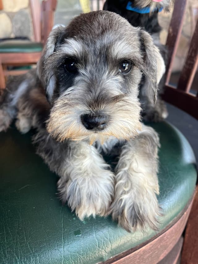 AKC MINI SCHNAUZER PUPPIES.      AMAZING    Smart. CLASSY $1350.00 media 16