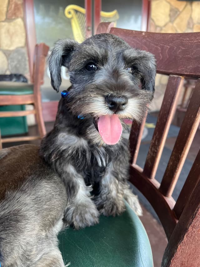 AKC MINI SCHNAUZER PUPPIES.      AMAZING    Smart. CLASSY $1350.00 media 17