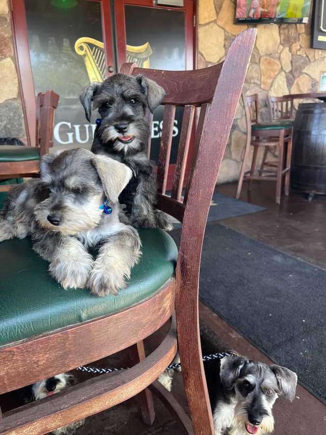 AKC MINI SCHNAUZER PUPPIES.      AMAZING    Smart. CLASSY $1350.00 media 19