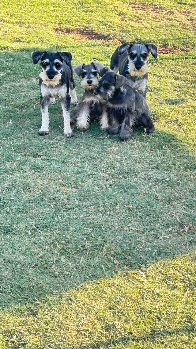 AKC MINI SCHNAUZER PUPPIES.      AMAZING    Smart. CLASSY $1350.00 media 21