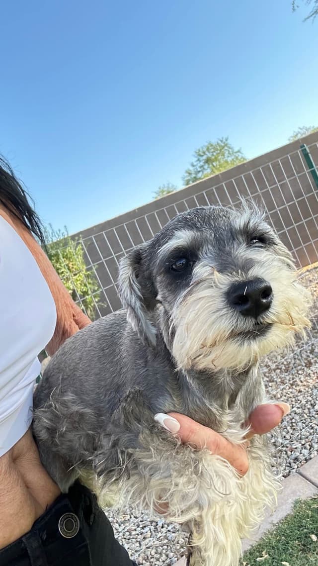 AKC MINI SCHNAUZER PUPPIES.      AMAZING    Smart. CLASSY $1350.00 media 22