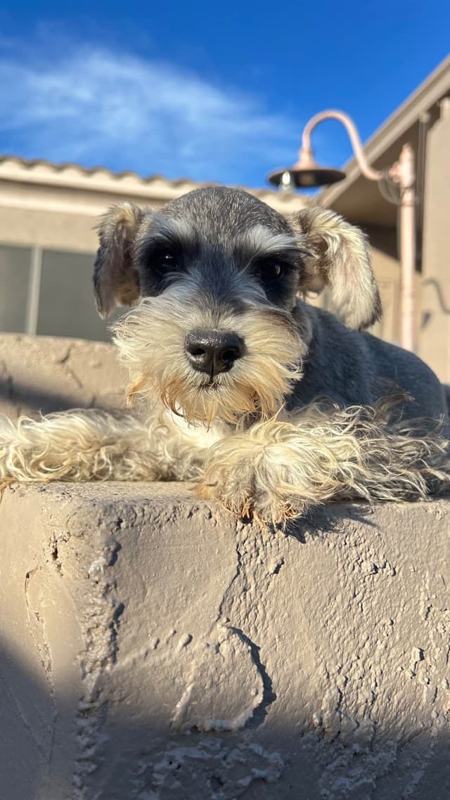 AKC MINI SCHNAUZER PUPPIES.      AMAZING    Smart. CLASSY $1350.00 media 23