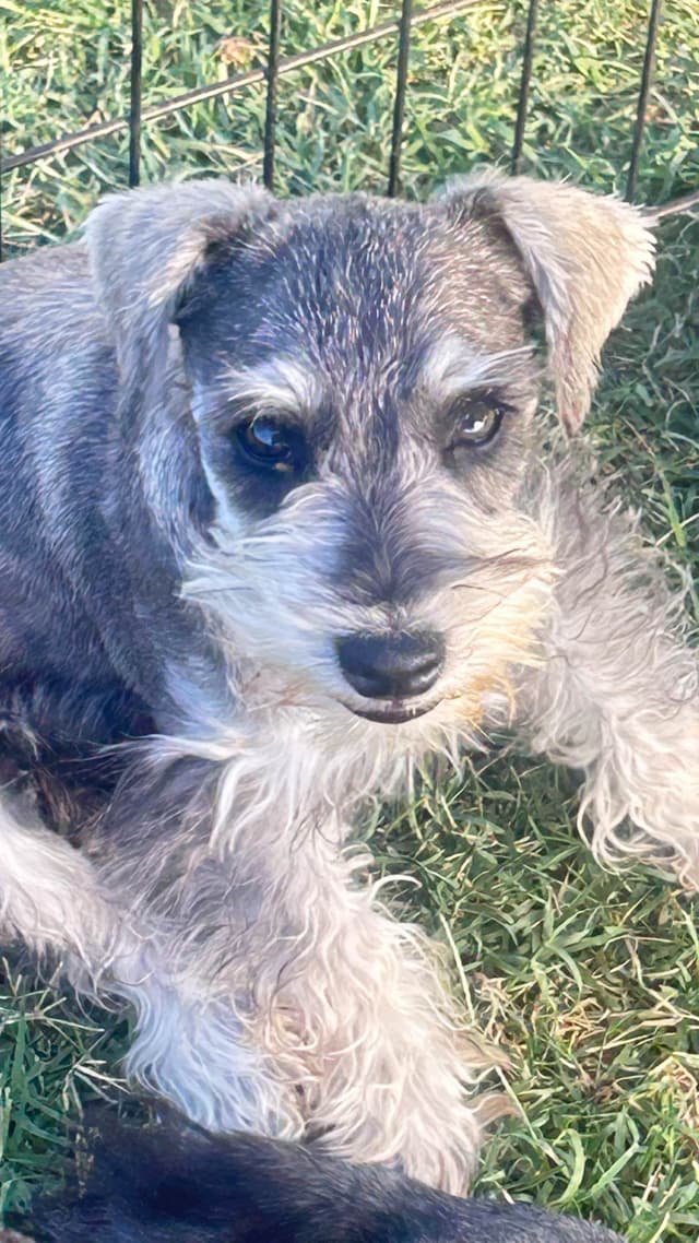 AKC MINI SCHNAUZER PUPPIES.      AMAZING    Smart. CLASSY $1350.00 media 24