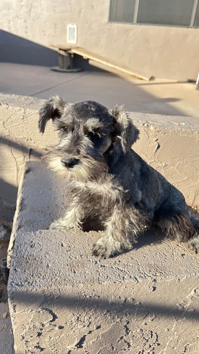 AKC MINI SCHNAUZER PUPPIES.      AMAZING    Smart. CLASSY $1350.00 media 25