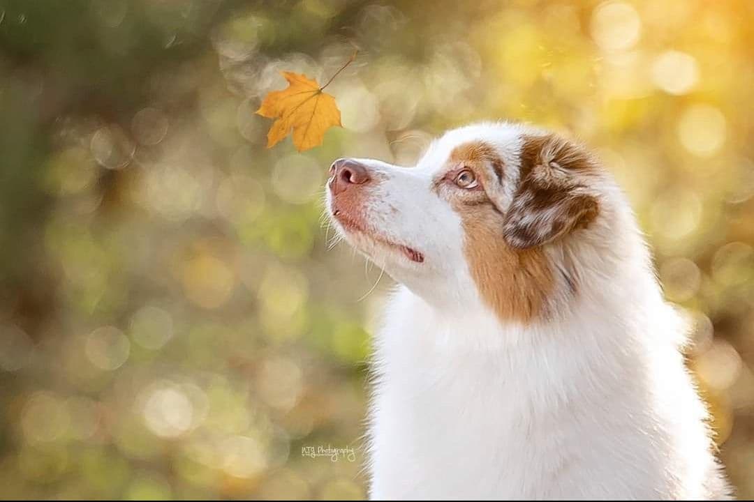 CH Australian Shepherd Puppies breeder image 2