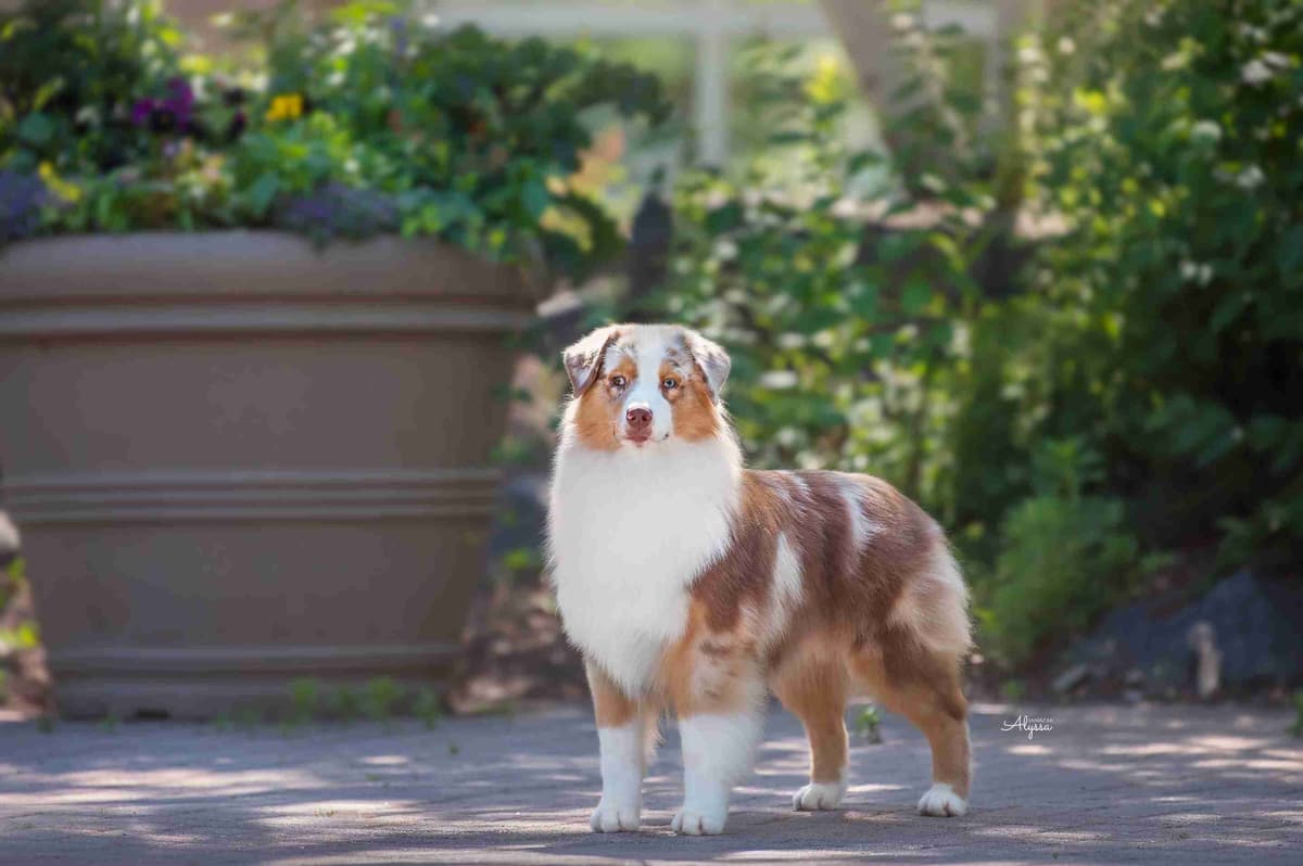 CH Australian Shepherd Puppies breeder image 3