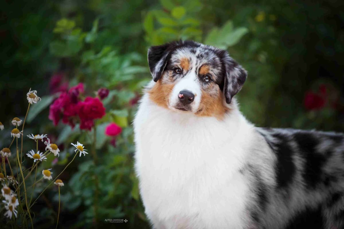 CH Australian Shepherd Puppies breeder image 5