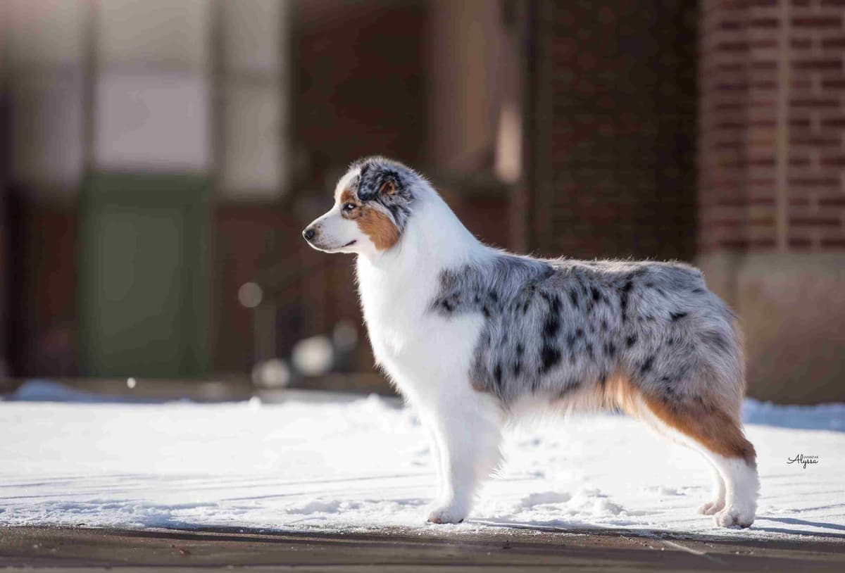 CH Australian Shepherd Puppies breeder image 6