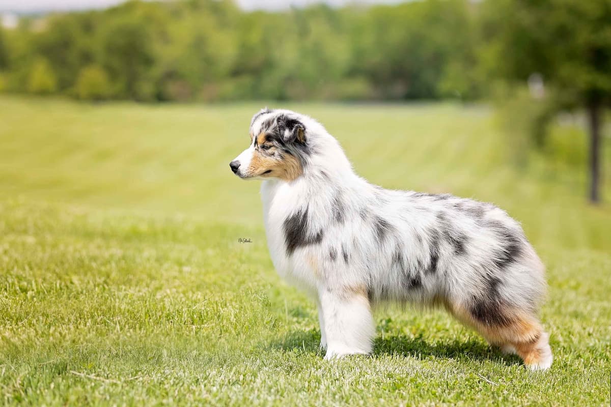 CH Australian Shepherd Puppies breeder image 7