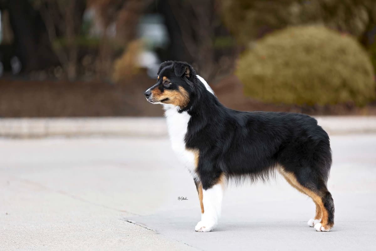 CH Australian Shepherd Puppies breeder image 8