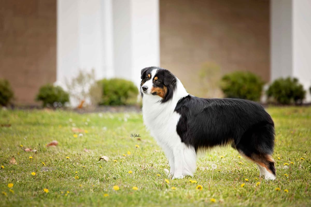 CH Australian Shepherd Puppies breeder image 9