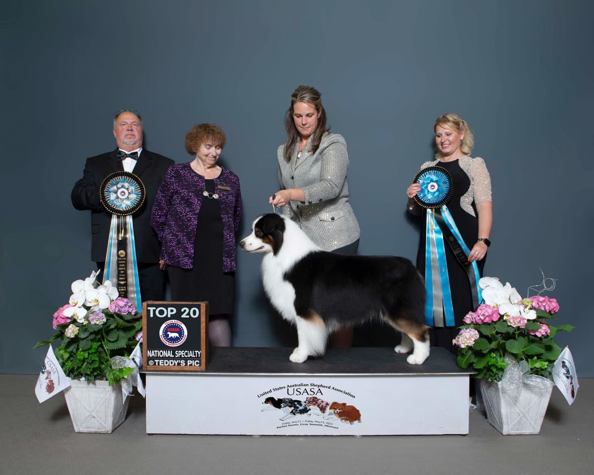 CH Australian Shepherd Puppies breeder image 10