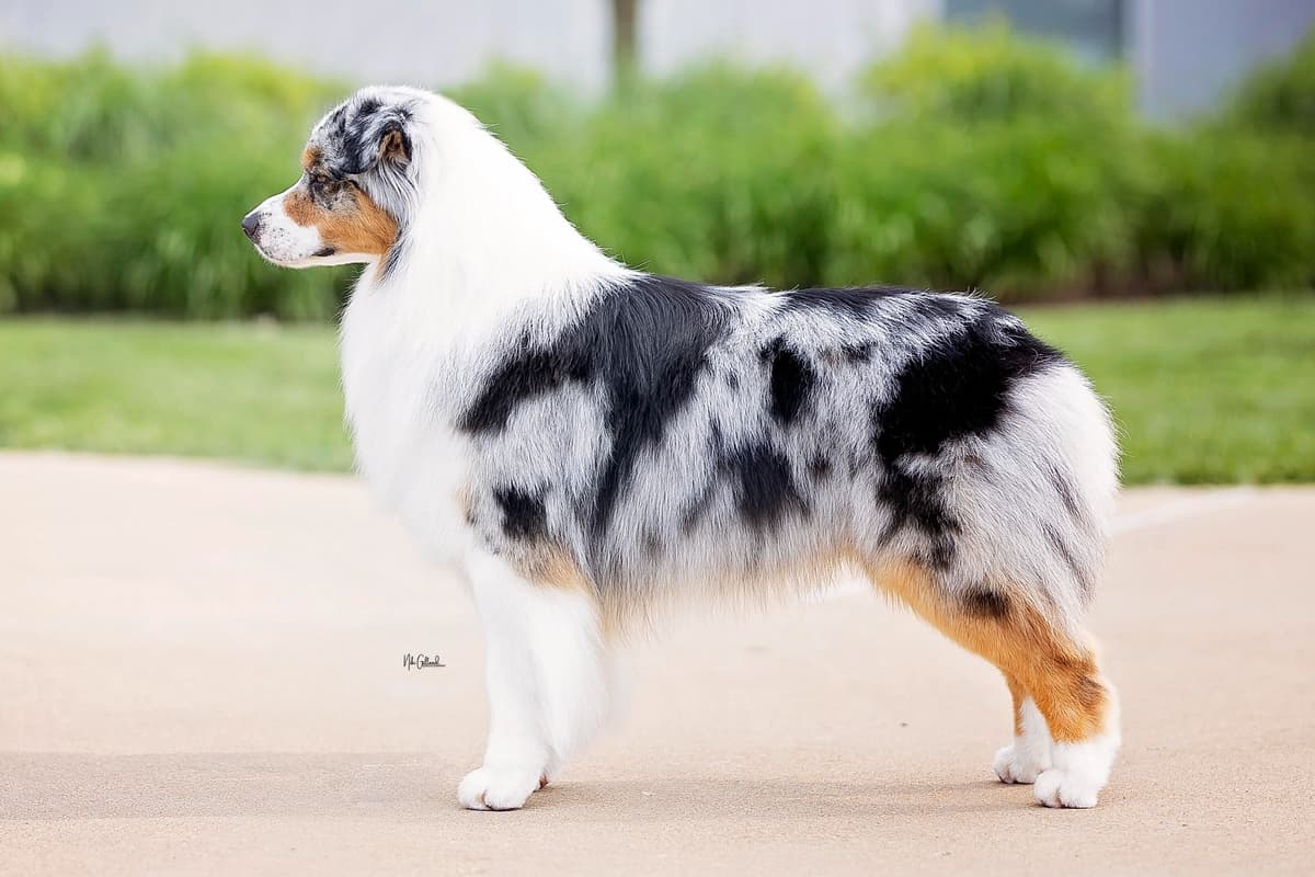 CH Australian Shepherd Puppies breeder image 11