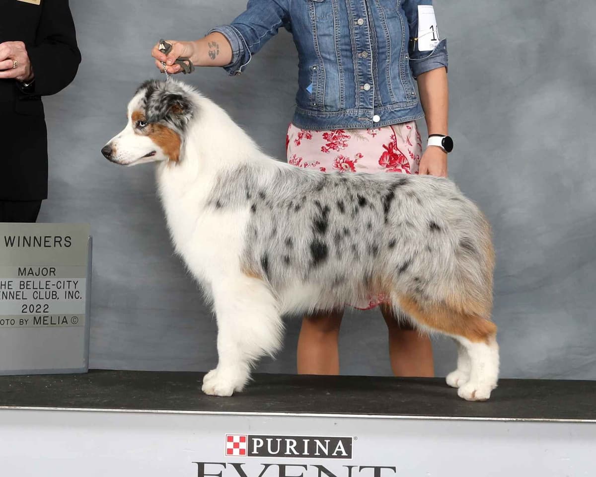 CH Australian Shepherd Puppies breeder image 12