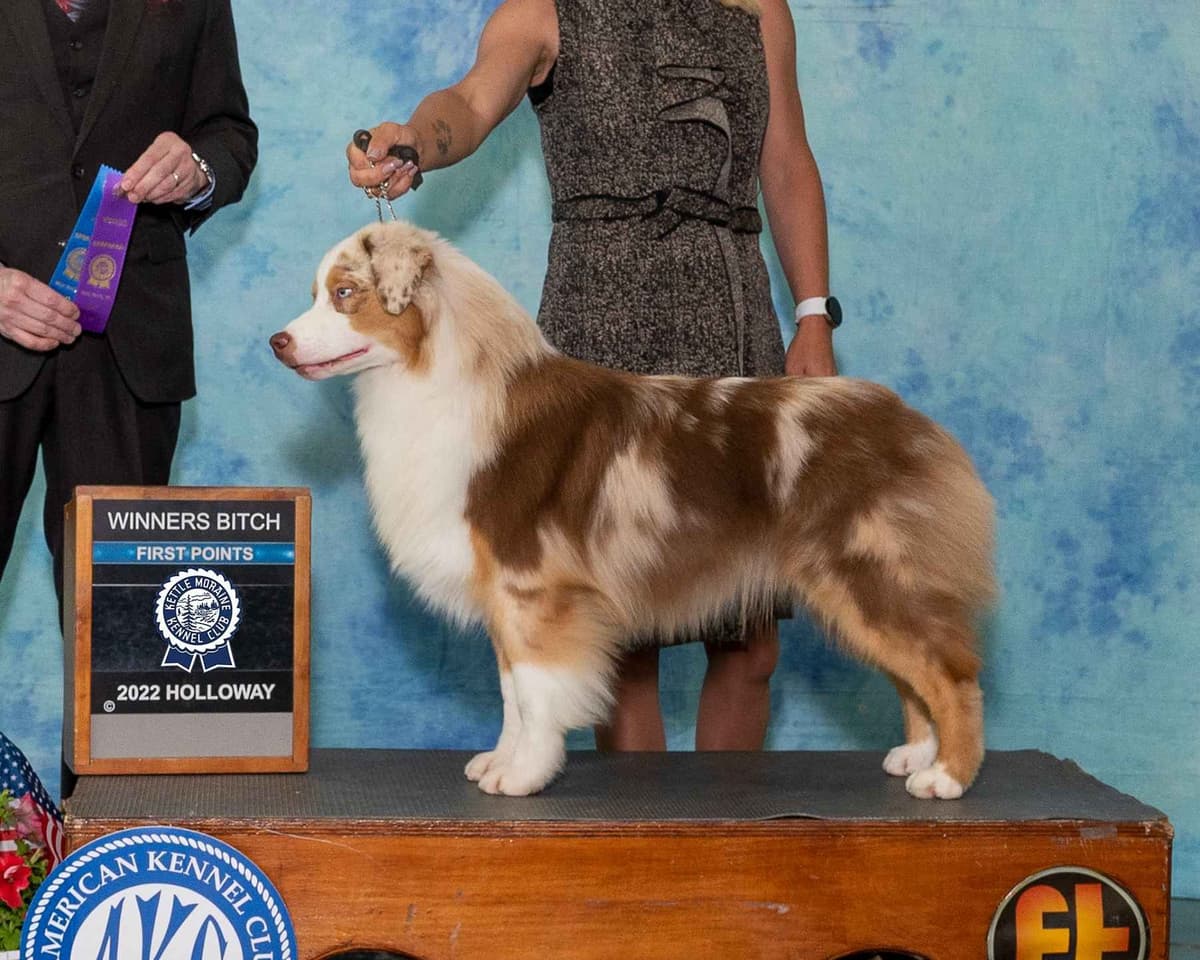 CH Australian Shepherd Puppies breeder image 13