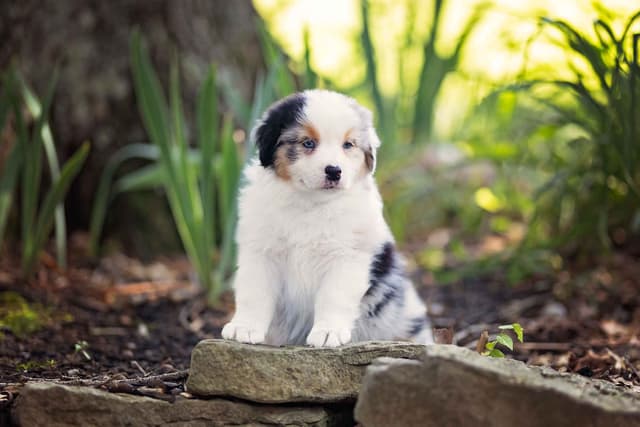 CH Australian Shepherd Puppies media 3