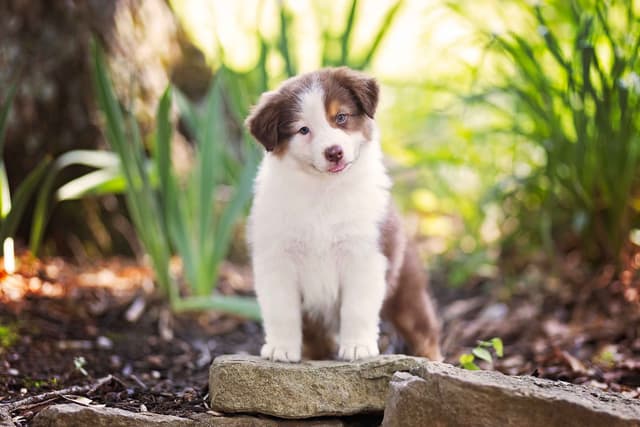 CH Australian Shepherd Puppies media 2