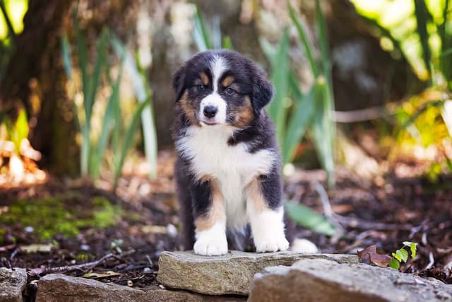 CH Australian Shepherd Puppies media 5