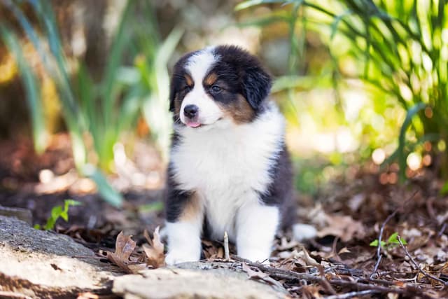 CH Australian Shepherd Puppies media 4