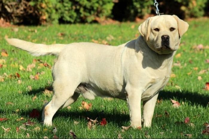 Labrador Retriever Puppies breeder image 3