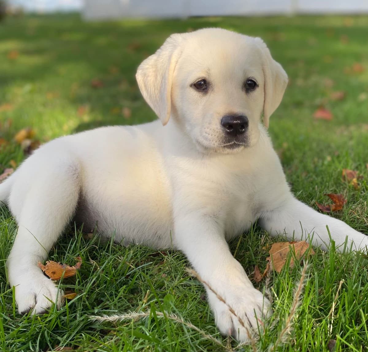 Labrador Retriever Puppies breeder image 5