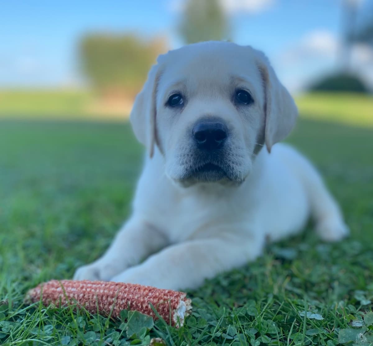 Labrador Retriever Puppies breeder image 6