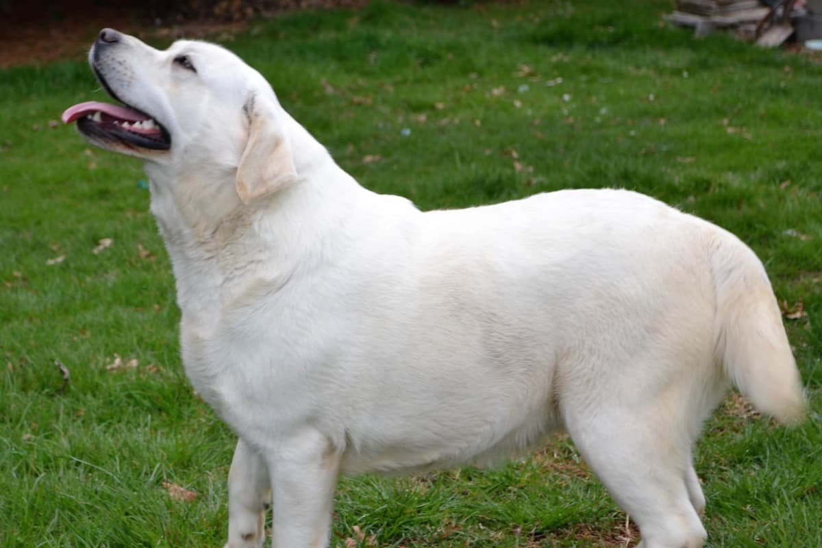 Labrador Retriever Puppies breeder image 4