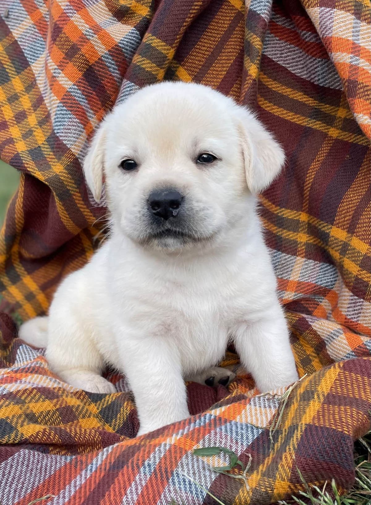Labrador Retriever Puppies breeder image 7