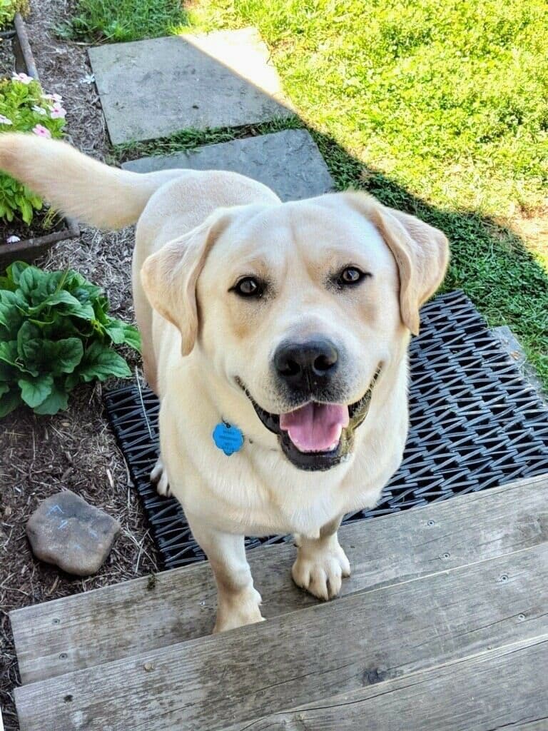 Labrador Retriever Puppies breeder image 8
