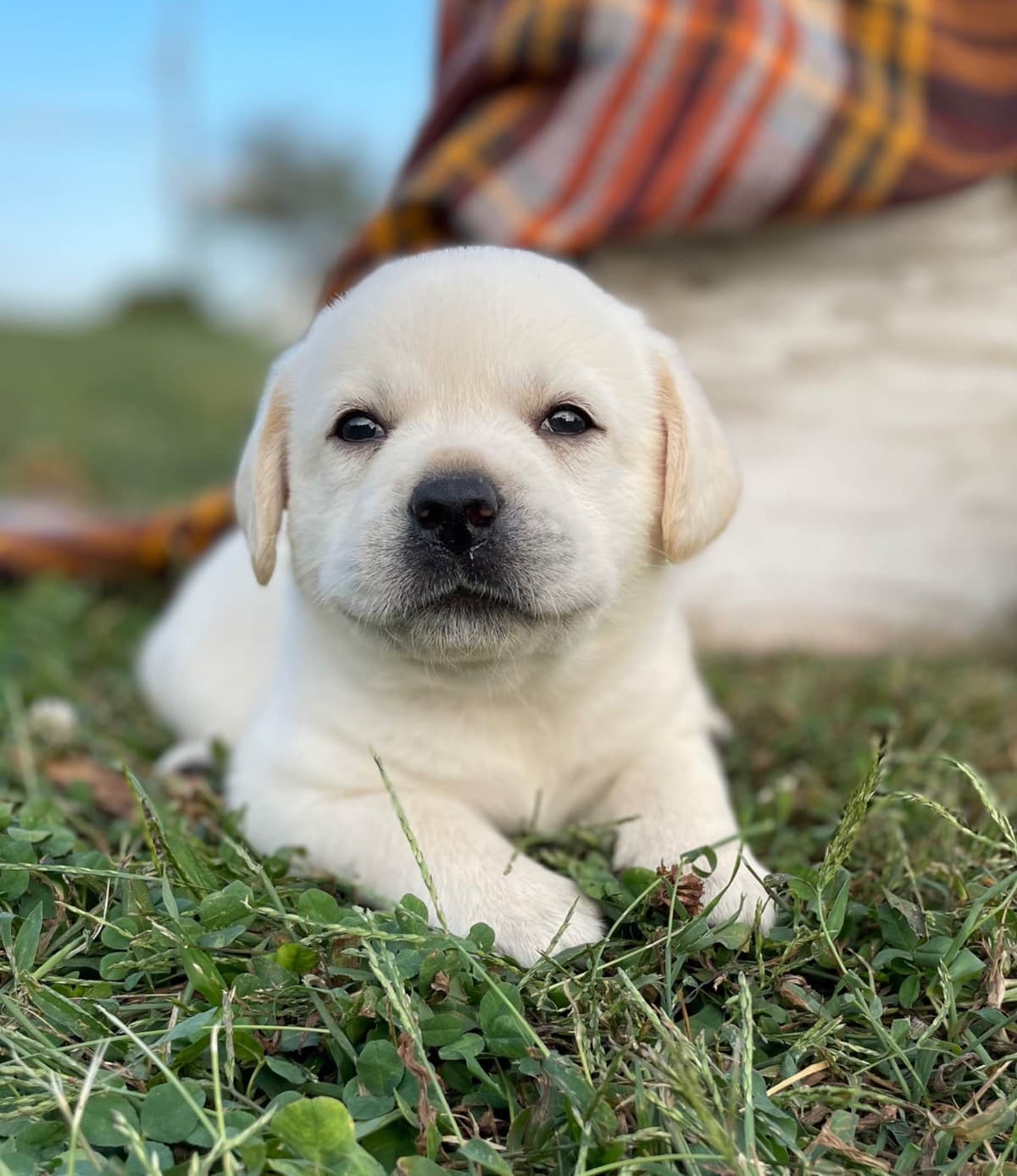 Labrador Retriever Puppies breeder image 9