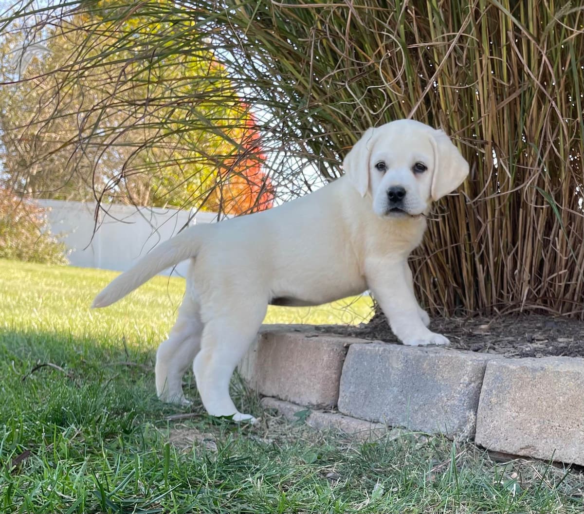 Labrador Retriever Puppies breeder image 10