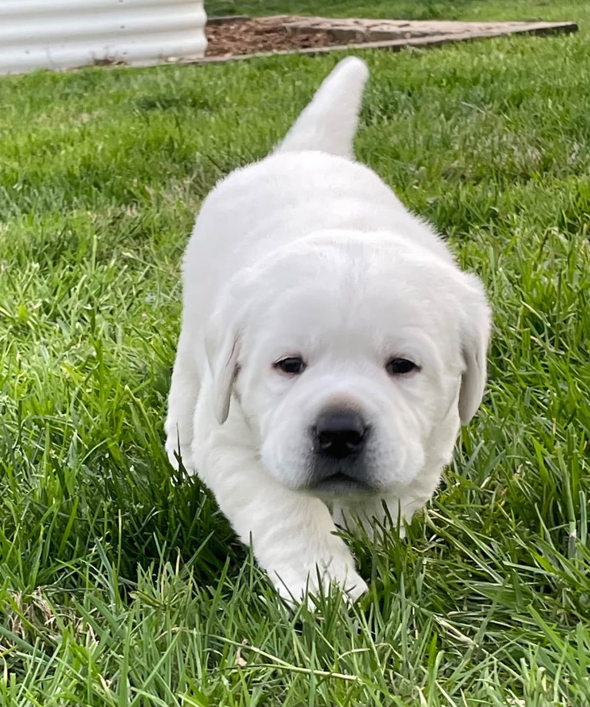Labrador Retriever Puppies breeder image 11