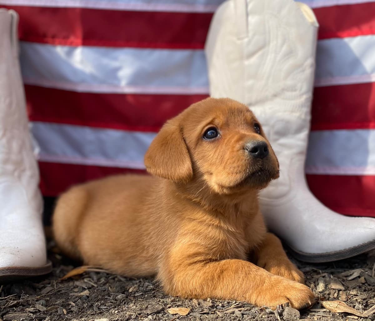 Labrador Retriever Puppies breeder image 12