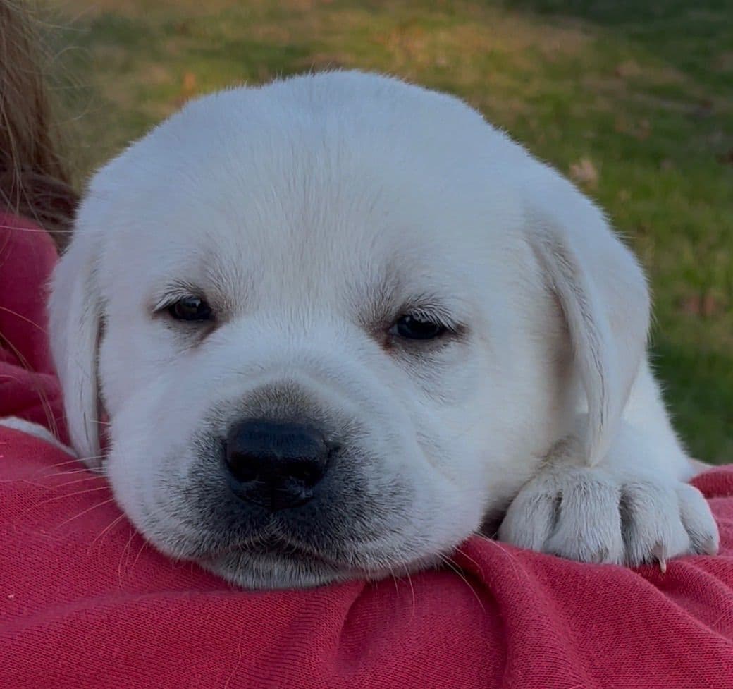 Labrador Retriever Puppies breeder image 13
