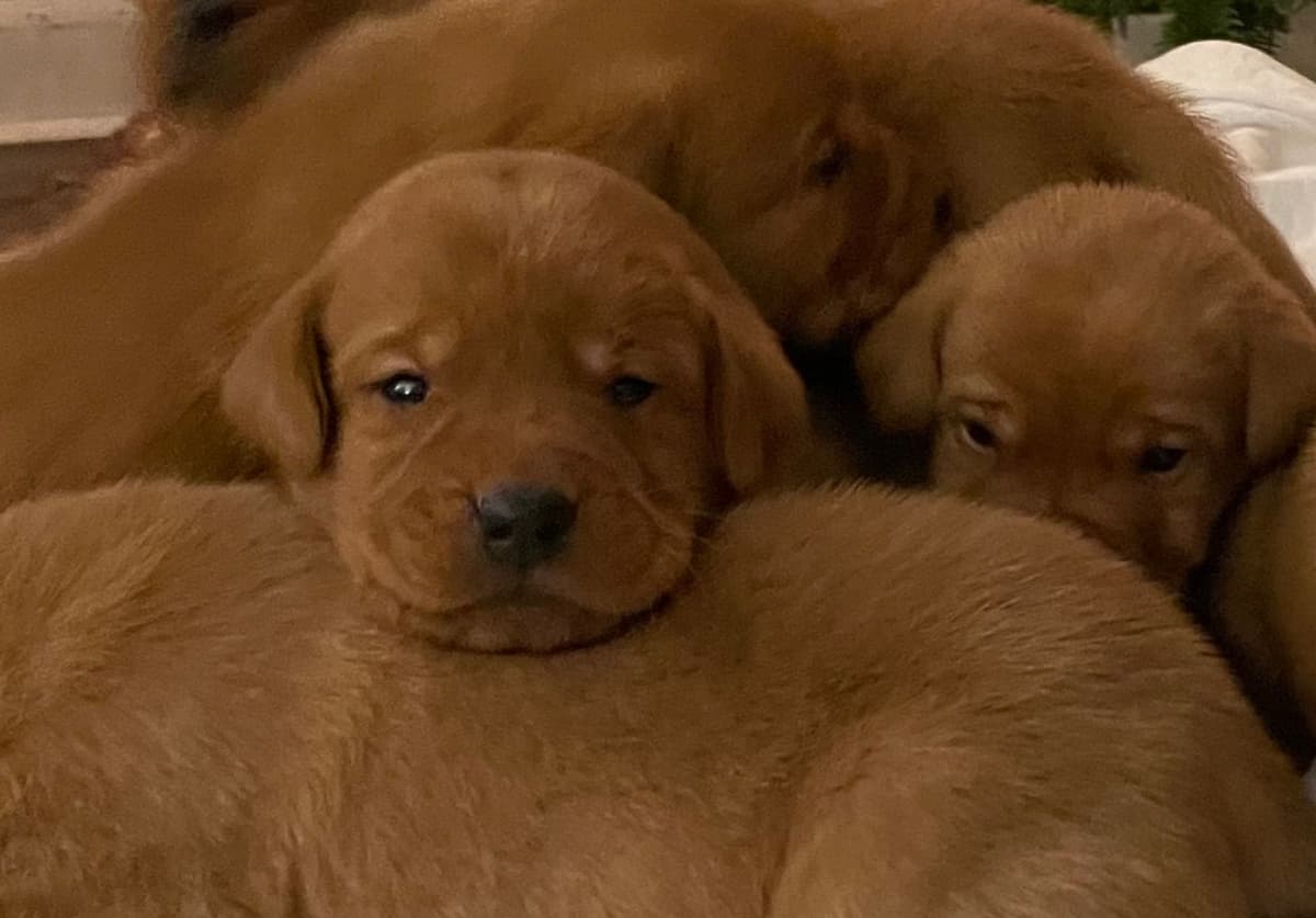 Labrador Retriever Puppies breeder image 1