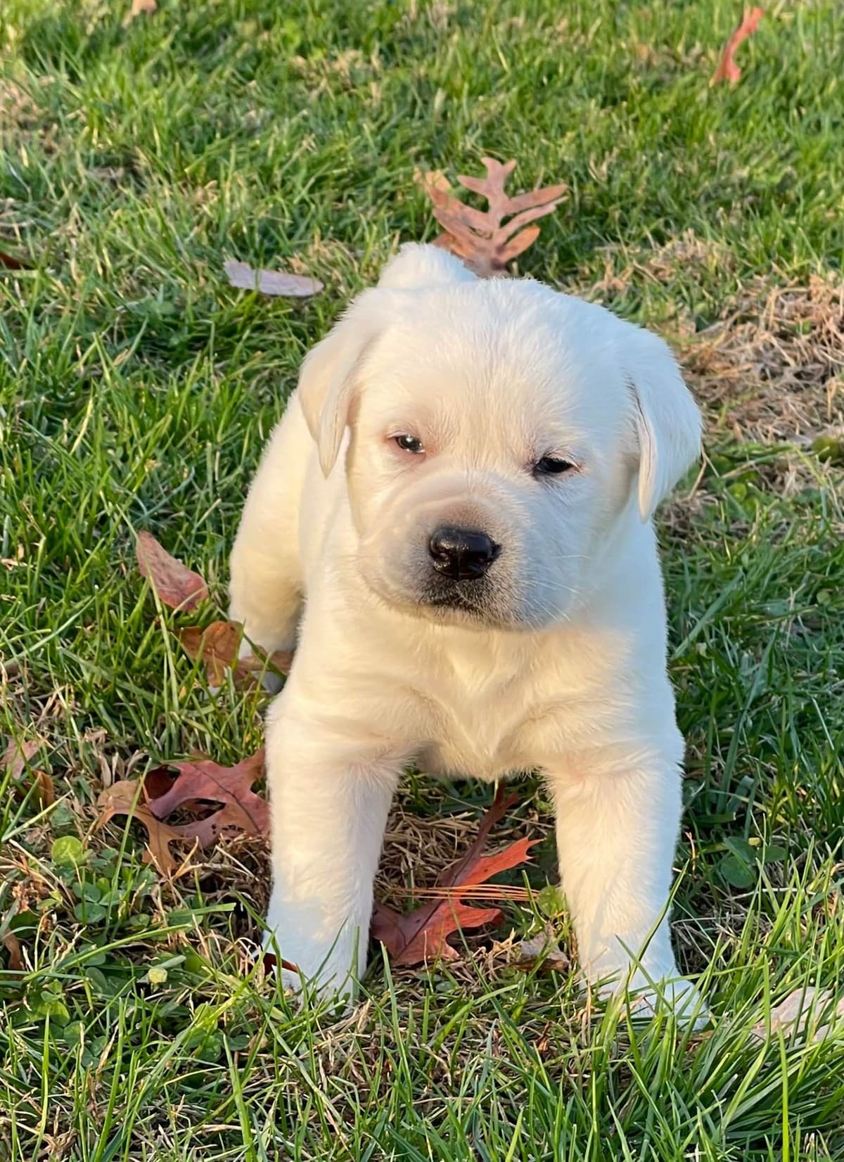 Labrador Retriever Puppies breeder image 14