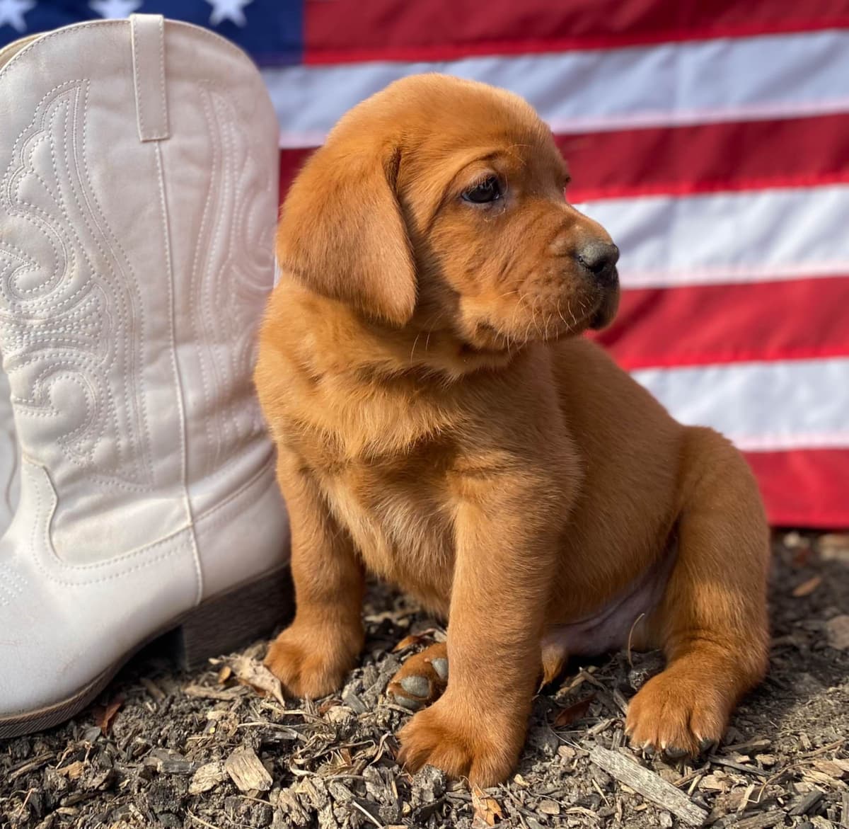 Labrador Retriever Puppies breeder image 16