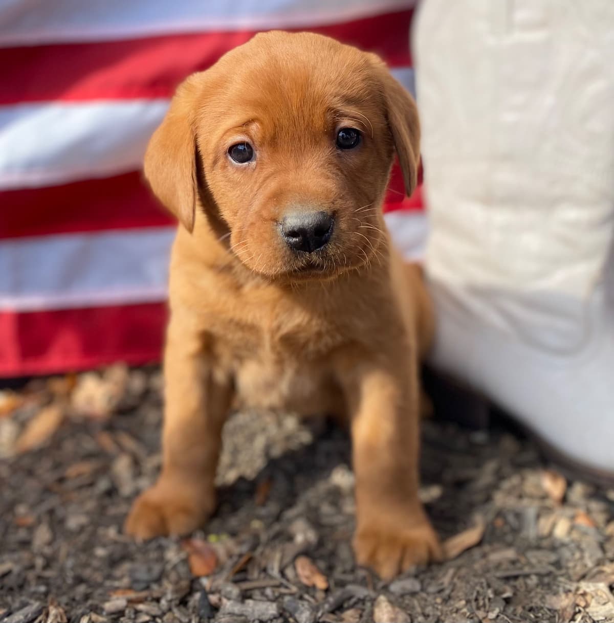 Labrador Retriever Puppies breeder image 15