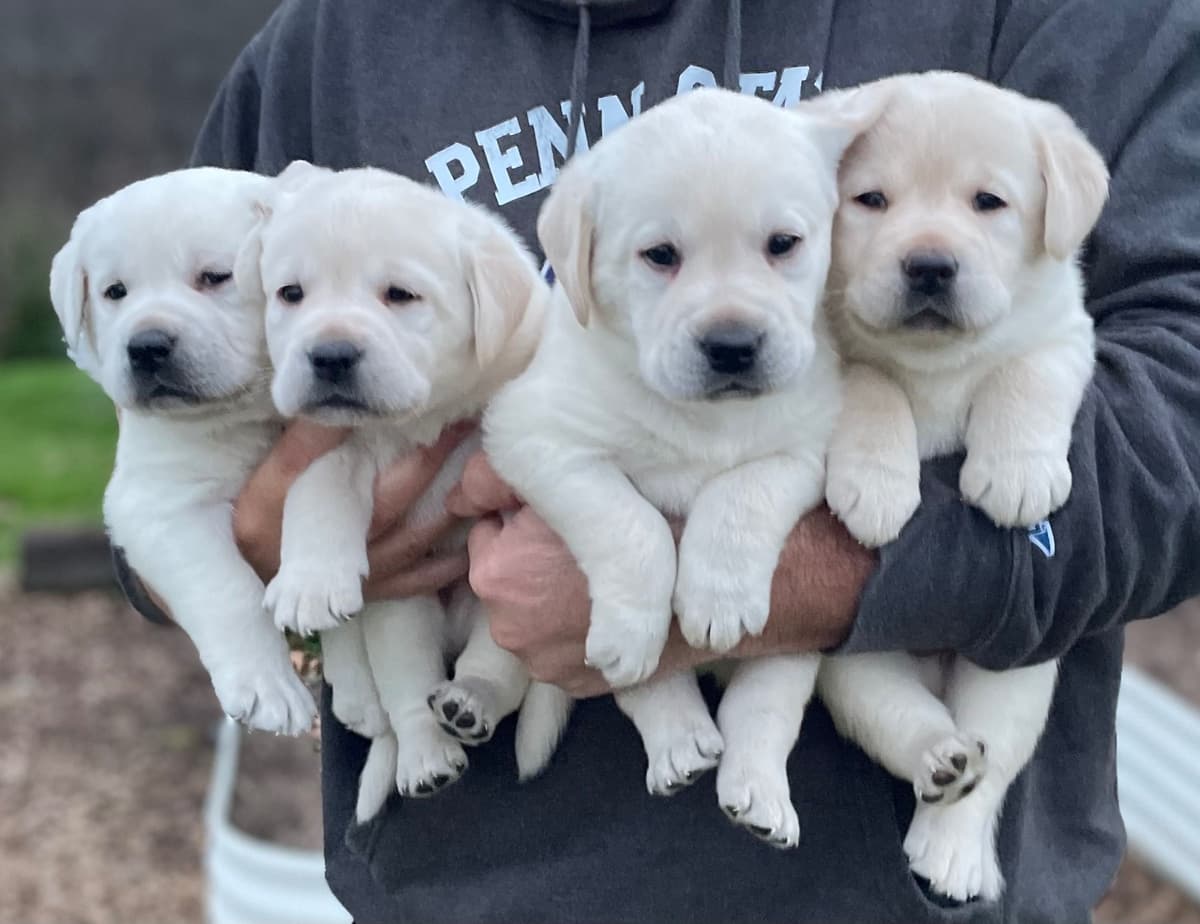 Labrador Retriever Puppies breeder image 2