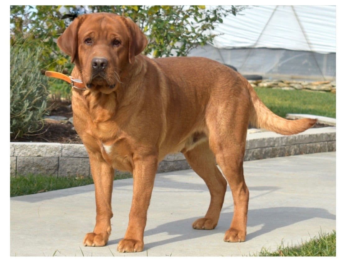 Labrador Retriever Puppies breeder image 17