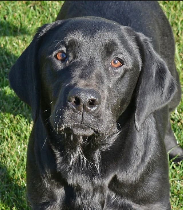Labrador Retriever Puppies media 4