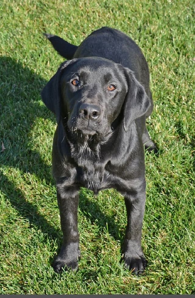 Labrador Retriever Puppies media 5