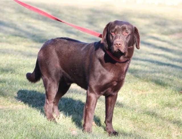 Labrador Retriever Puppies media 7