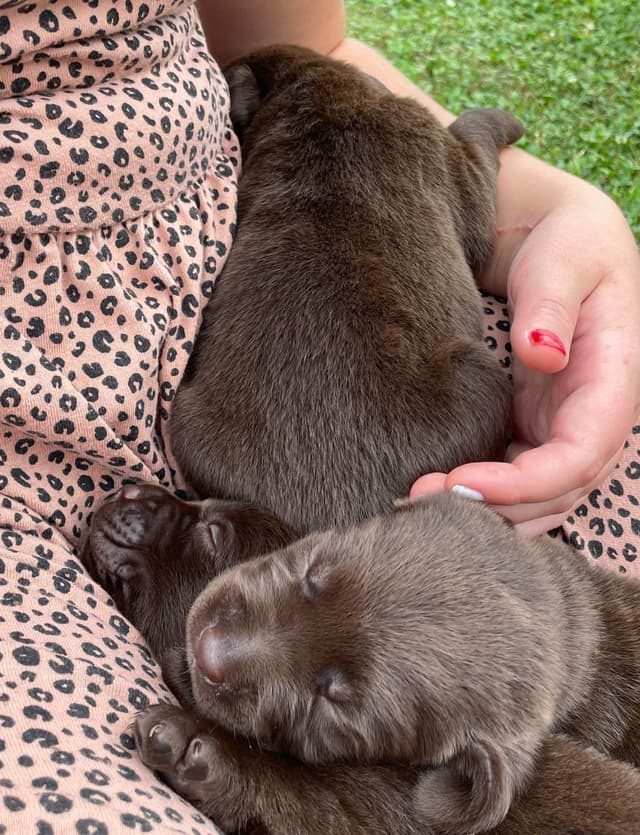 Labrador Retriever Puppies media 2