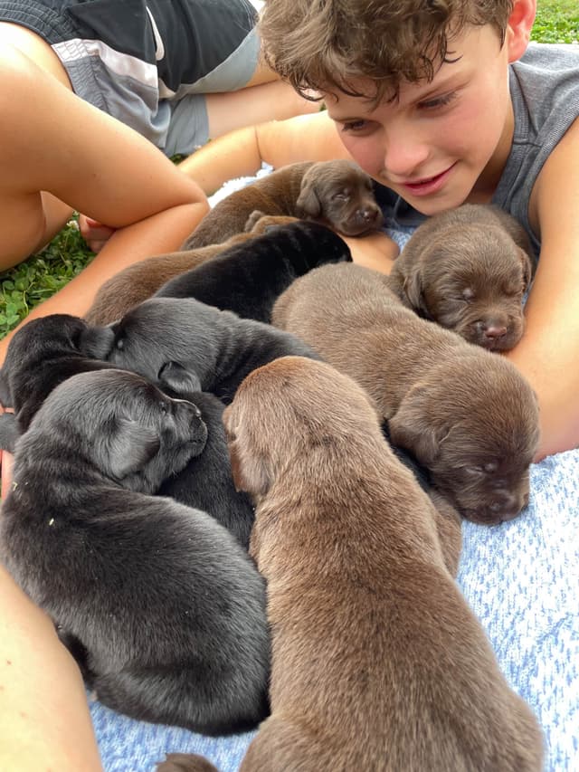 Labrador Retriever Puppies media 3