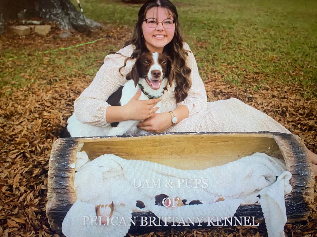 Brittany Puppies breeder image 1