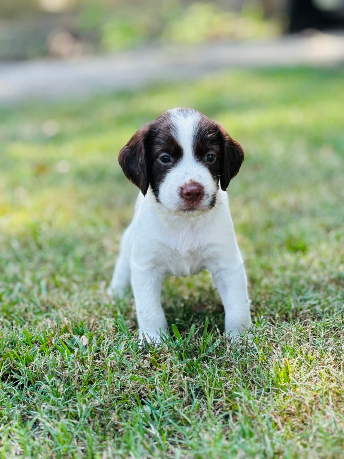 Brittany Puppies breeder image 7