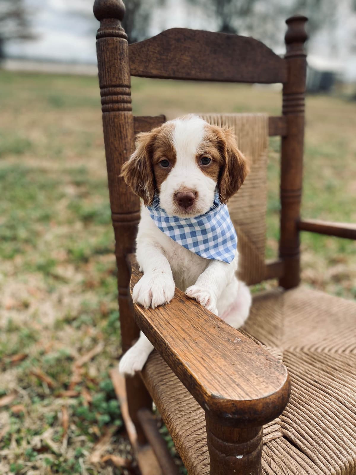 Brittany Puppies breeder image 9